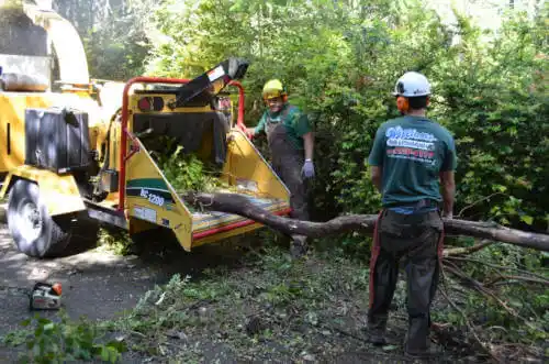 tree services Mansfield